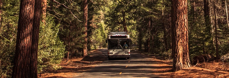 Bus driving through forest